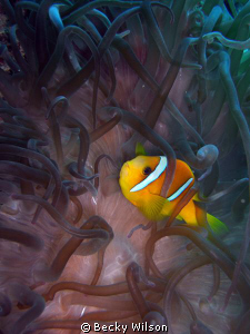 Clownfish, Jeddah by Becky Wilson 